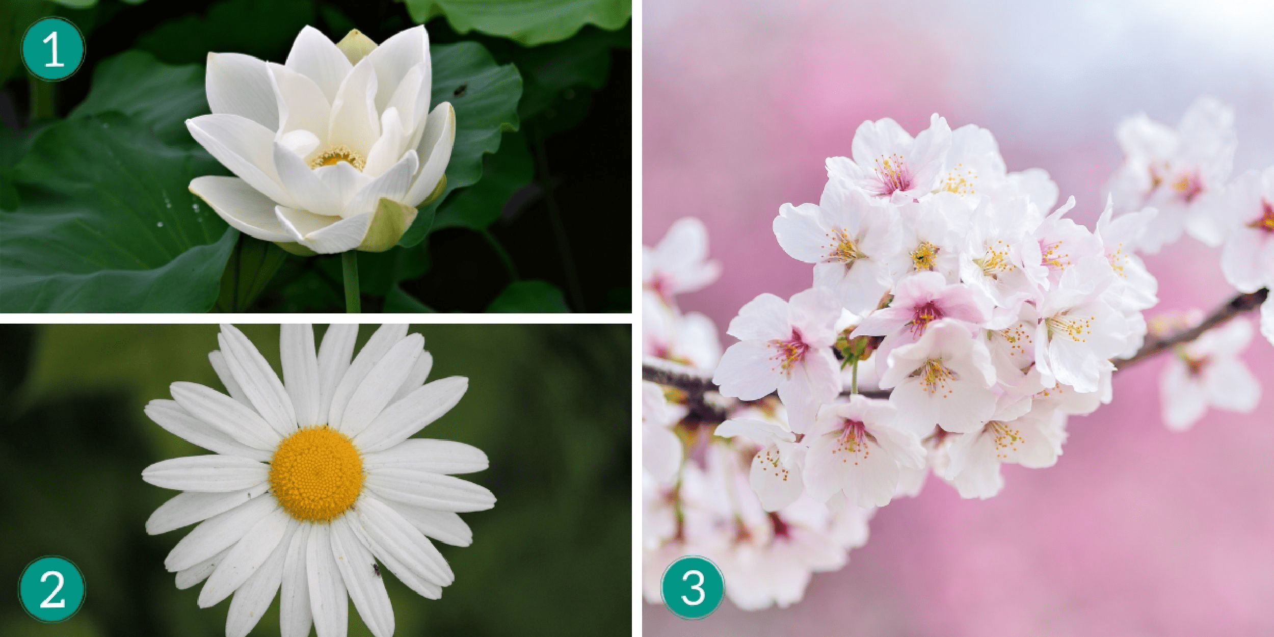 Personlighetstest: Vilken vit blomma väljer du? Ta reda på om din ande är konservativ eller äventyrlig!