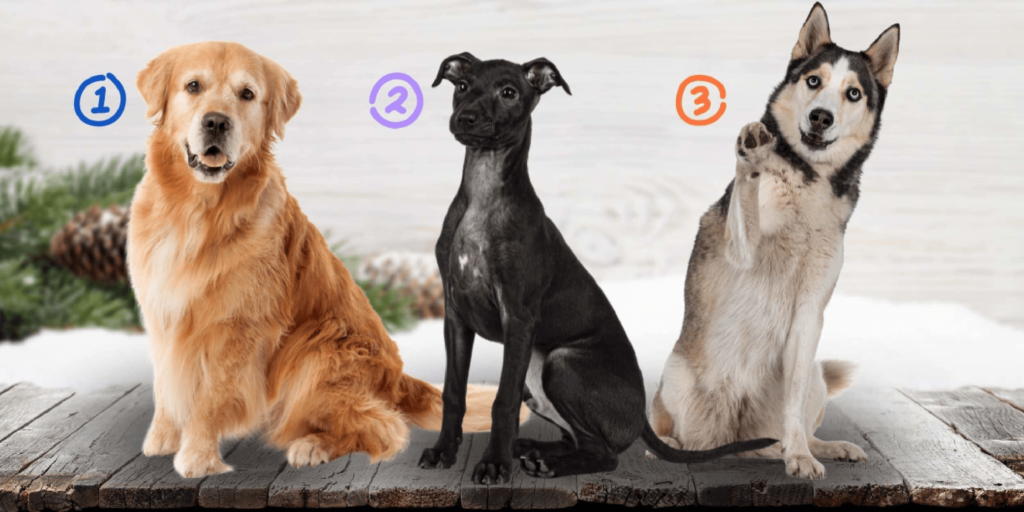 Personlighetstest: Vilken hund är du i kommunikation? Välj mellan 3 fyrbenta vänner och avslöja din unika stil!
