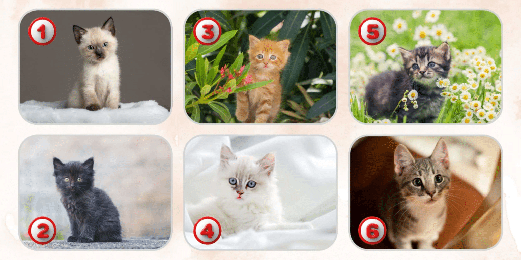 Personlighetstest: Vilken av de 6 kattungarna är du? Ta reda på vad ditt val avslöjar om ditt sanna jag!
