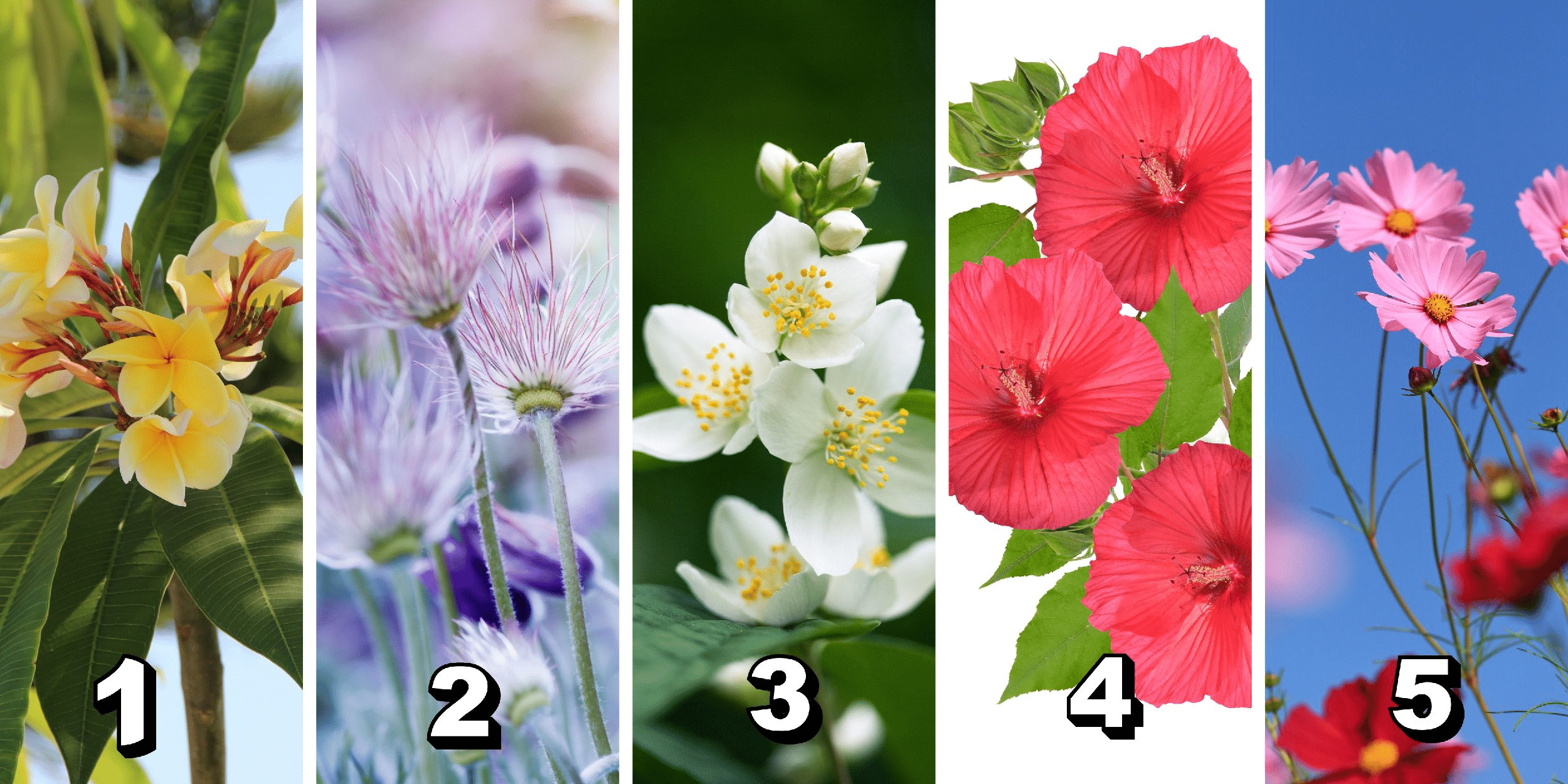 Personlighetstest: Välj en av de 5 blommorna i bilden och upptäck den unika superkraften som blommar i dig!